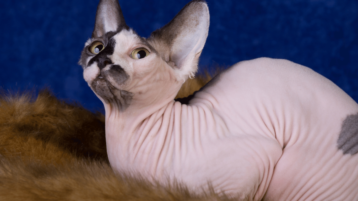 jenis kucing
