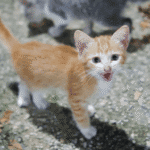 kucing mengeong terus kenapa