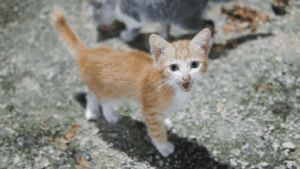 kucing mengeong terus kenapa