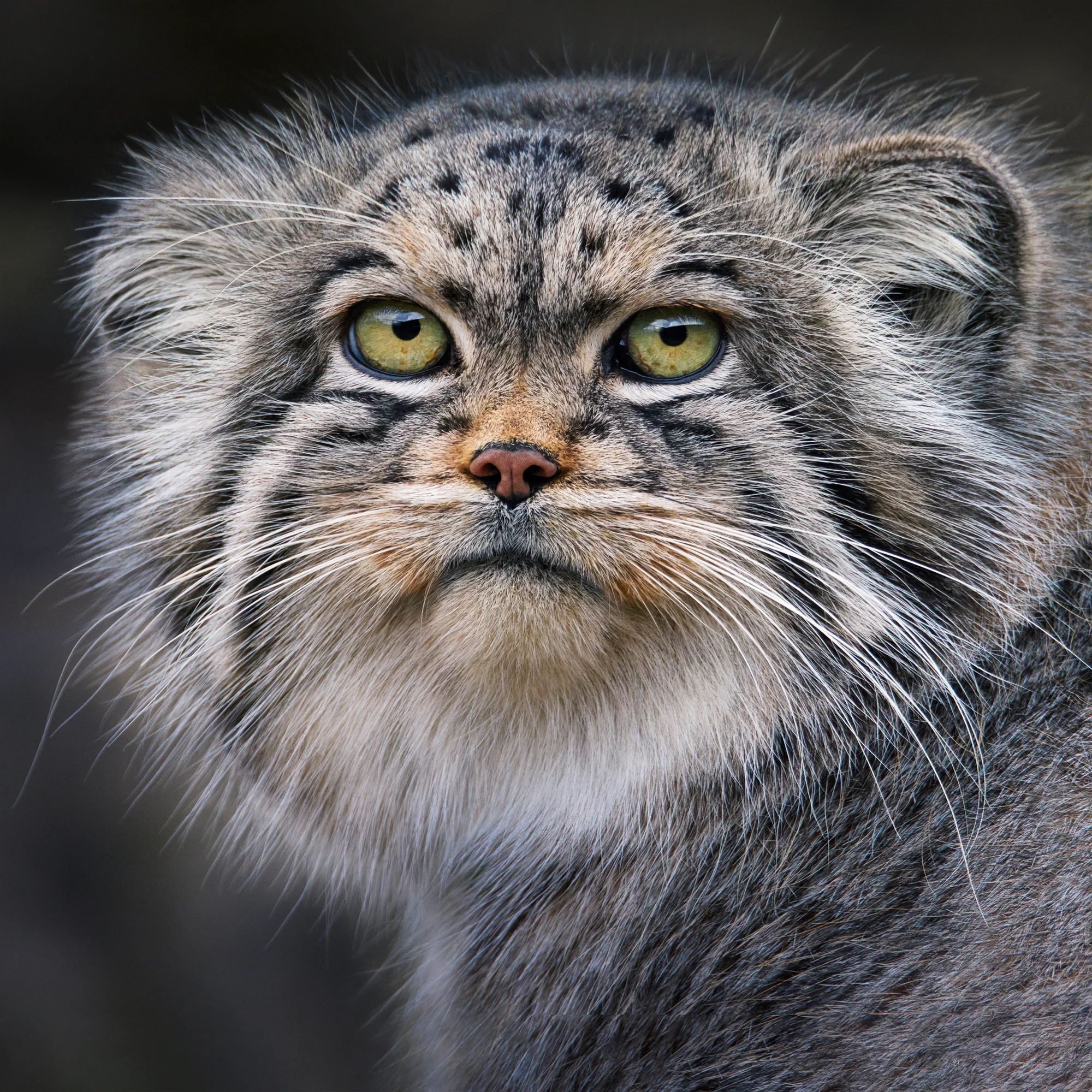 kucing palas - Tim Flach