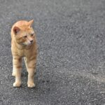 Induk kucing domestik sedang menyusui anak-anaknya yang baru lahir di dalam kotak persalinan hangat