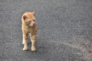 Induk kucing domestik sedang menyusui anak-anaknya yang baru lahir di dalam kotak persalinan hangat