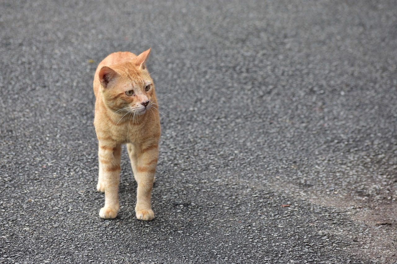 Induk kucing domestik sedang menyusui anak-anaknya yang baru lahir di dalam kotak persalinan hangat