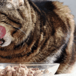 nutrisi kucing hamil