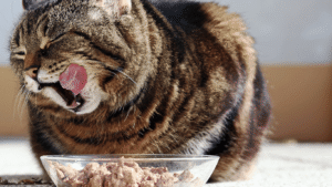 nutrisi kucing hamil