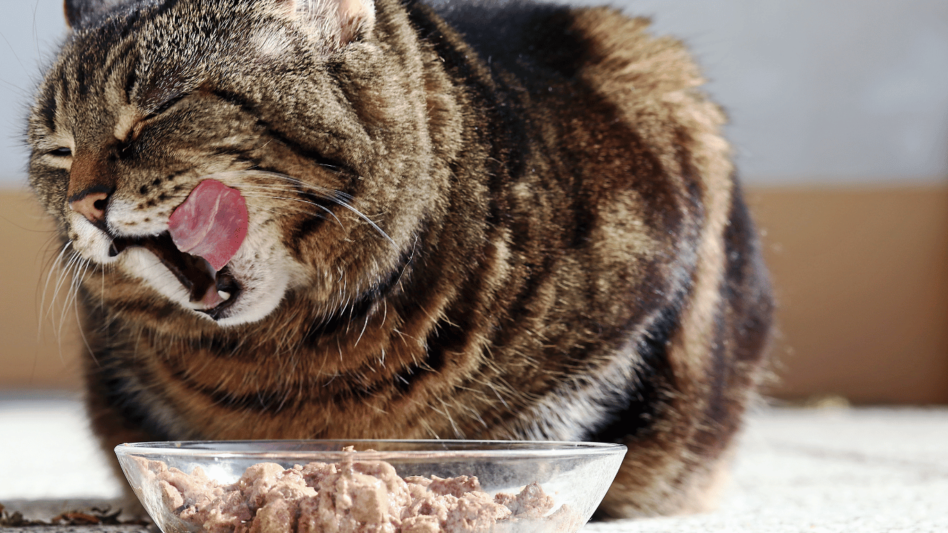 nutrisi kucing hamil