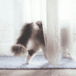 penyebab kucing pergi dari rumah