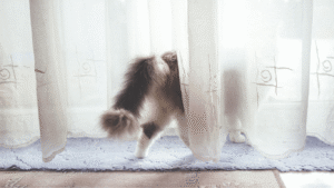 penyebab kucing pergi dari rumah
