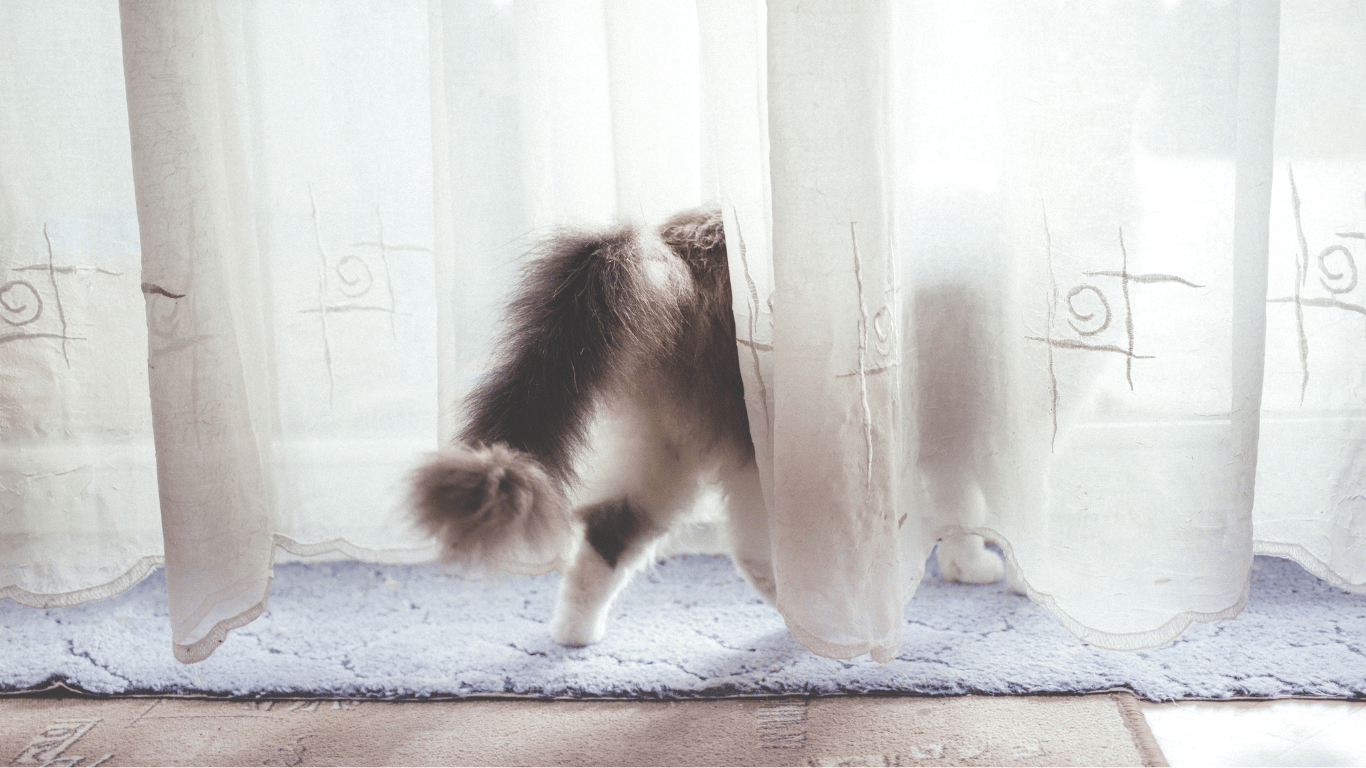 penyebab kucing pergi dari rumah
