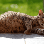 berapa lama kucing hamil