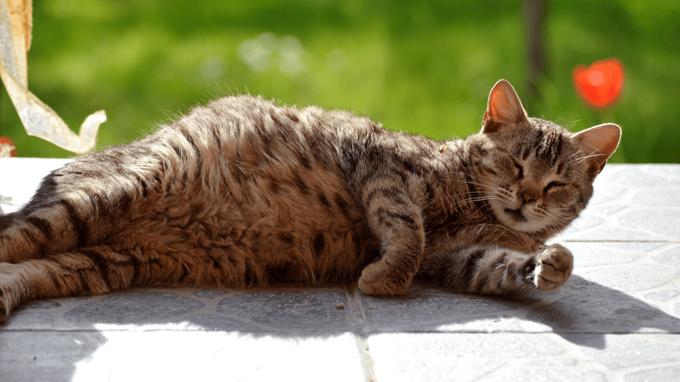 berapa lama kucing hamil